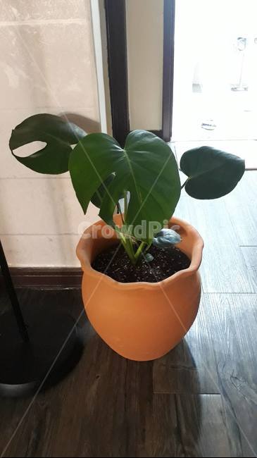 monstera,monsteradelicious,몬스테라,플랜테리어,interior,planterior,leaf,식물,plant,잎,실내용화초,화분,화초,house plant