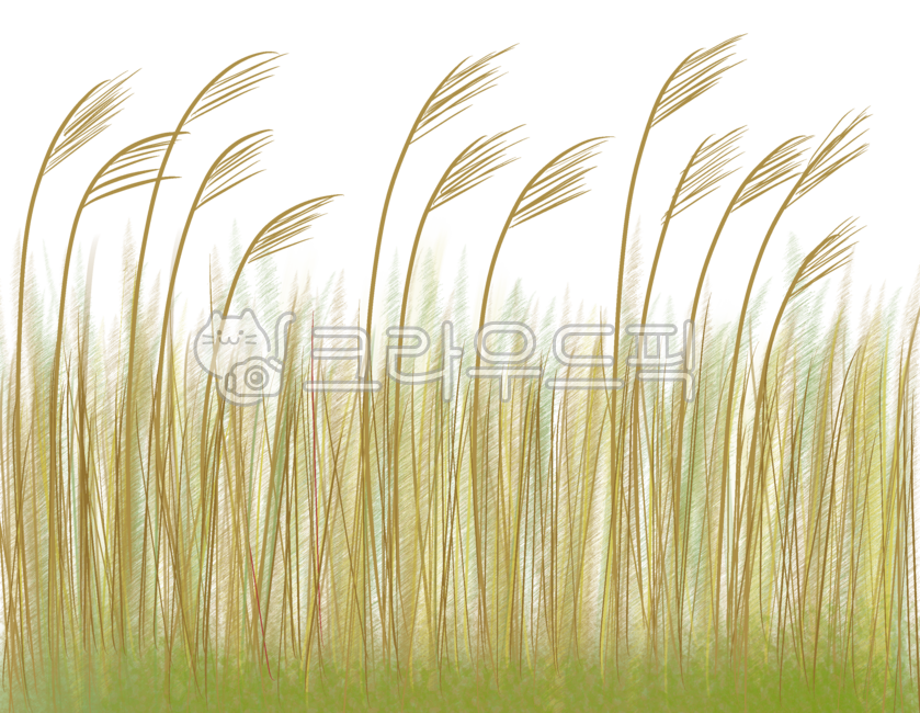 가을갈대, 갈대디자인, 억새밭, 갈대이미지, 갈대밭, 사진,이미지,일러스트,캘리그라피 - TreeArt작가