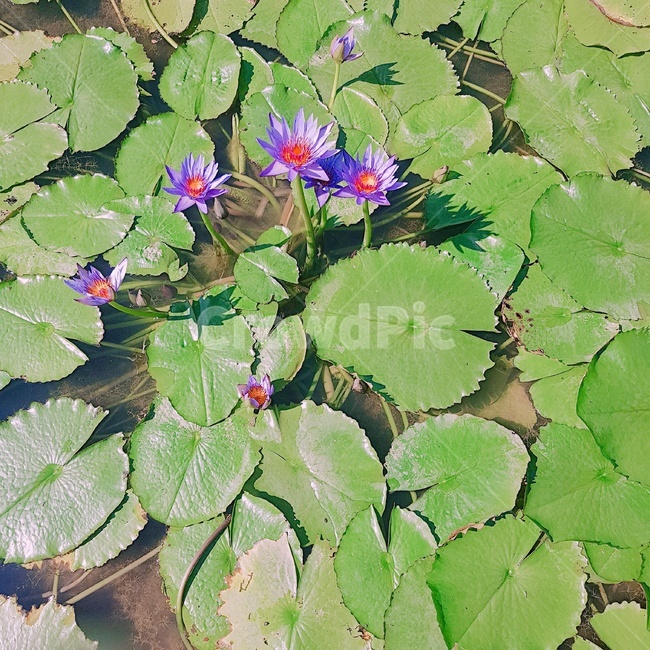 축제,꽃,연꽃,연못,가을
