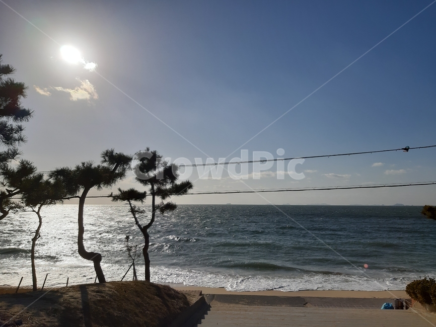 소나무바닷가,소나무해변,겨울바다,맑은날씨바다,맑은해변,korea,koreabeach,koreawave,koreawintersea