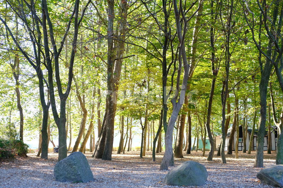 나무,숲,tree,자연,작은숲,자연,풍경,nature,landscape,나무,trees,wood,plant,식물,ground,바닥,forest,outdoors,옥외,vegetation,초목,woodland,삼림지,land,땅,grove,작은 숲