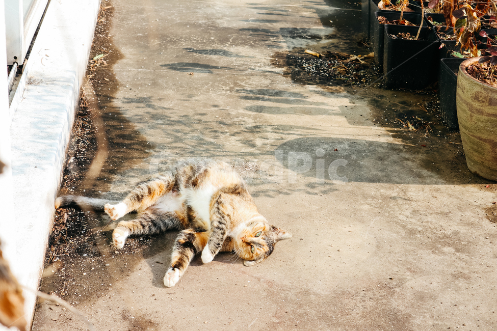 고양이,길고양이,길냥이,cat,냥이,동물,냥냥펀치,동물,animal,포유류,mammal,고양이,cat,kitten,kitty