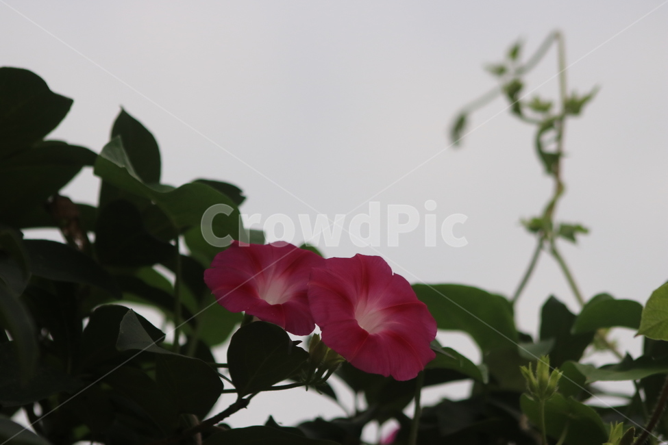 flower,꽃,plant,식물,나팔꽃,야생화,여름꽃