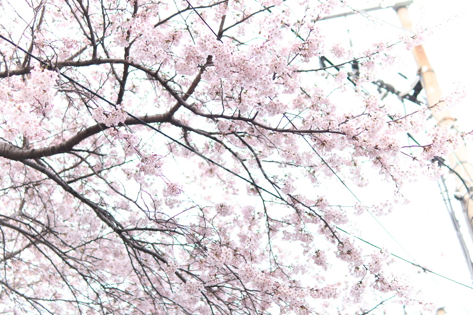 벚꽃,벚꽃나무,봄꽃,벚나무,flower,나무,봄,벚꽃잎,나뭇가지,인천,인천공원,공원