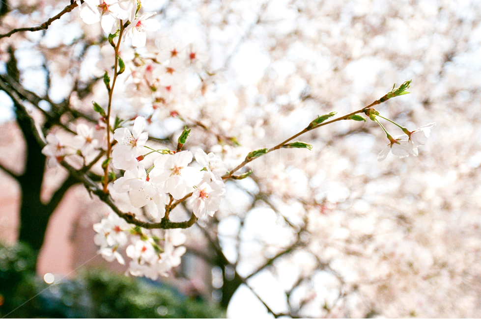 벚꽃,꽃,감성사진,봄,식물,벚꽃잎,잎,잎사귀,역광,자연풍경,자연,cherryblossom,벚나무,필름사진,필름,꽃잎,배경화면,한국,sakura,spring,봄,계절,spring,season,식물,자연,plants,nature,꽃,flower,plant,blossom
