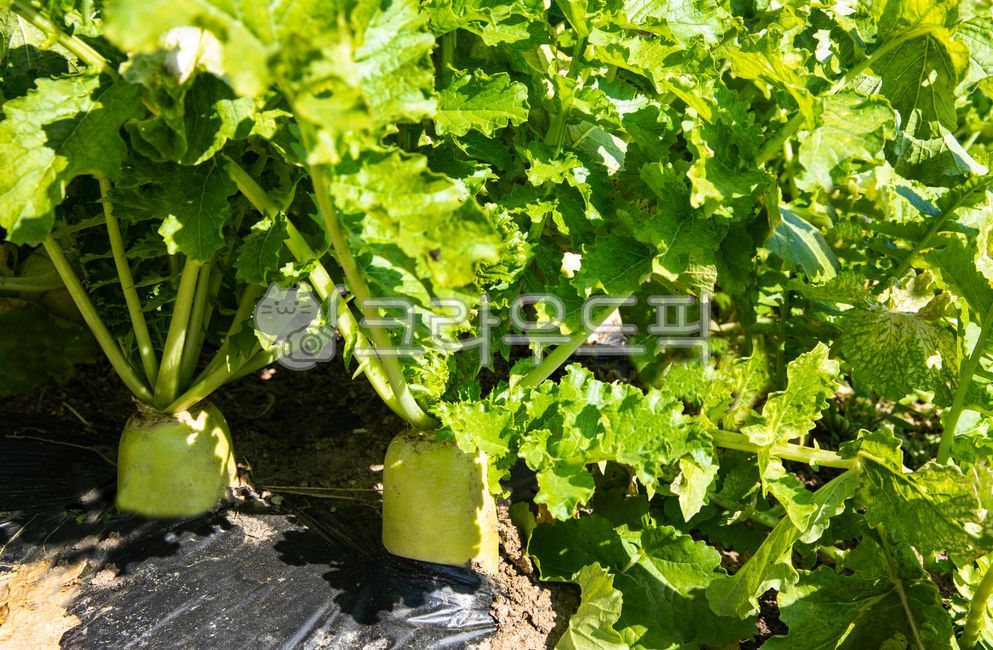 무우,무우김치,무우밭,무우반찬,김치,김장,무우시래기,시래기,채소,야채,식품,식물,음식,반찬,요리,동치미,식사,무우말랭이,순무,무우농장,가을,총각김치,깍두기김치,radish,radishkimchi,radishfield,radishsidedish,kimchi,makingkimchi,radishradish,japaneseradish,bachelorkimchi,kkakdugikimchi,plant,sidedish,foodcooking,shiraegi,농장,farm,풍경,자연,농촌,농촌풍경,시골풍경,들,밭,nature,field,countryside,harvest,ruralvillage,ruralareas,rurallandscape,countryside,scenery,bat,autumn,vegetable