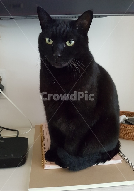 cat,고양이,mammal,포유류,animal,동물,pet,black,검은고양이,반려묘,koreanshorthair,kitty,반려동물,코리안숏헤어,코숏,냐옹이