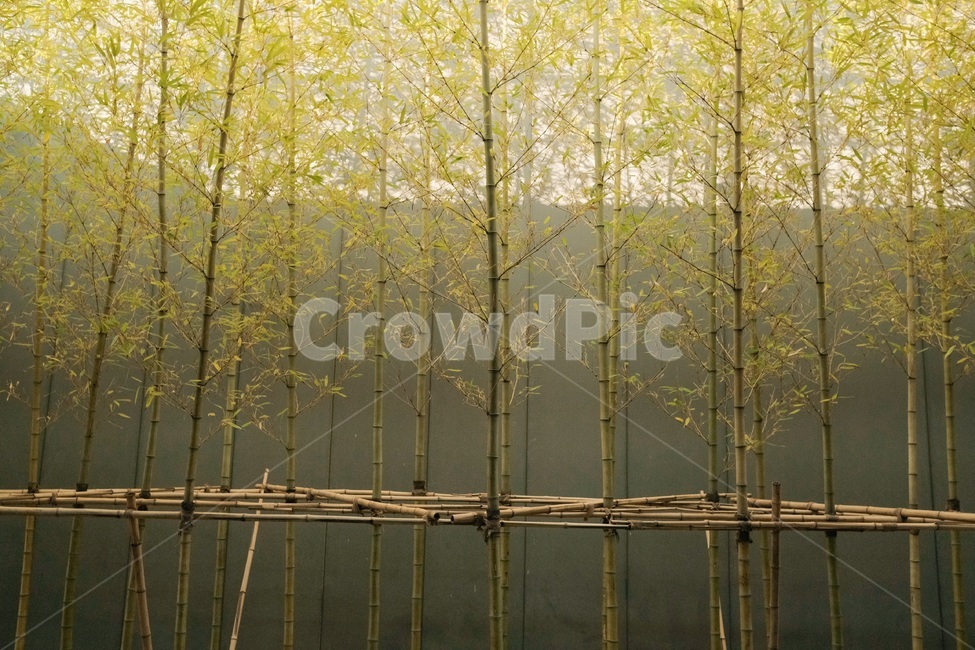 대나무,숲,봄,초목,plant,tree,나무,vegetation,식물