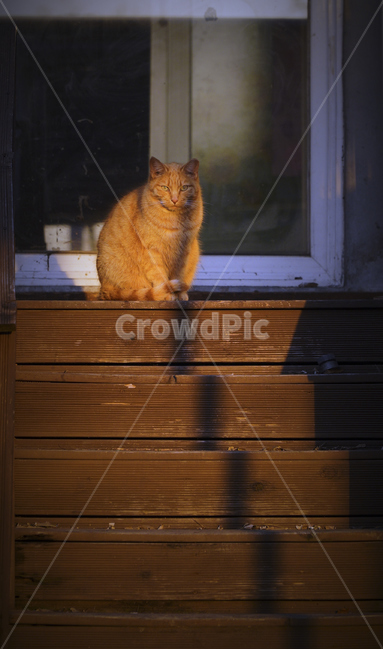 고양이,길고양이,cat,냥이,고양이산책