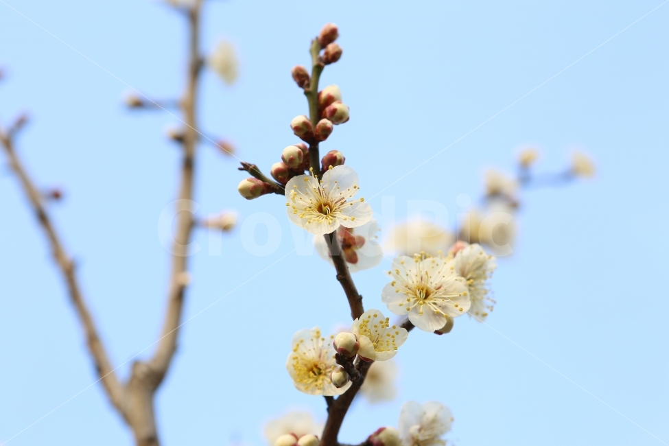 풍경,화면,배경,꽃,매화꽃,주말,나들이,감성,봄,매화,꽃송이,봉우리,봄날,따뜻함,식물,자연,plants,nature,봄,계절,spring,season,꽃,flower,plant