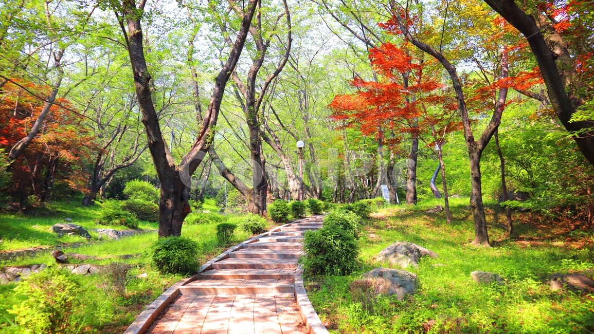 나무,숲,계단,산책,풍경