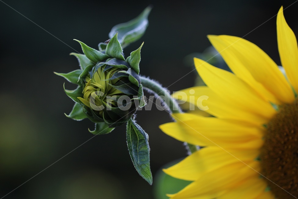 해바라기,꽃,노랑,가을,sunflower,flower,식물,자연,plants,nature,꽃,flower
