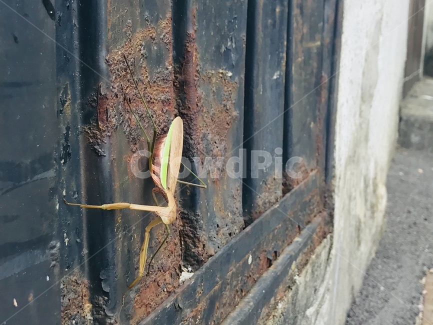 사마귀,곤충,해충,벌레,녹슨,자연,동물,animal,곤충,벌레,insect,bug