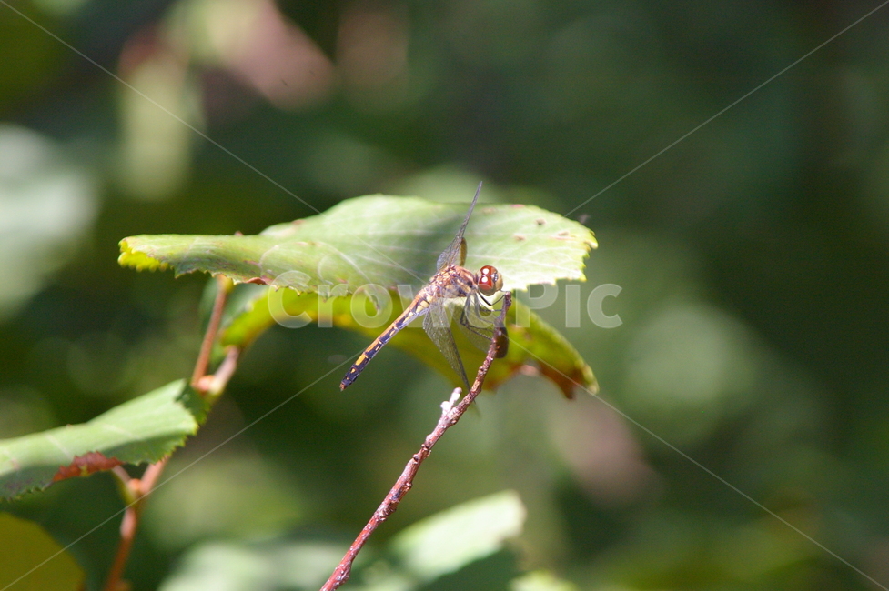 야외,곤충,식물,insect,잠자리,동물,animal,곤충,벌레,insect,bug