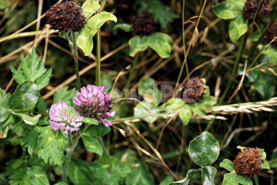 붉은토끼풀,토끼풀,식물,풀,자연,꽃,nature,plant,grass,clover,redclover,클로버,행운,반지,꽃반지,beautiful,flower,식물,자연,plants,nature