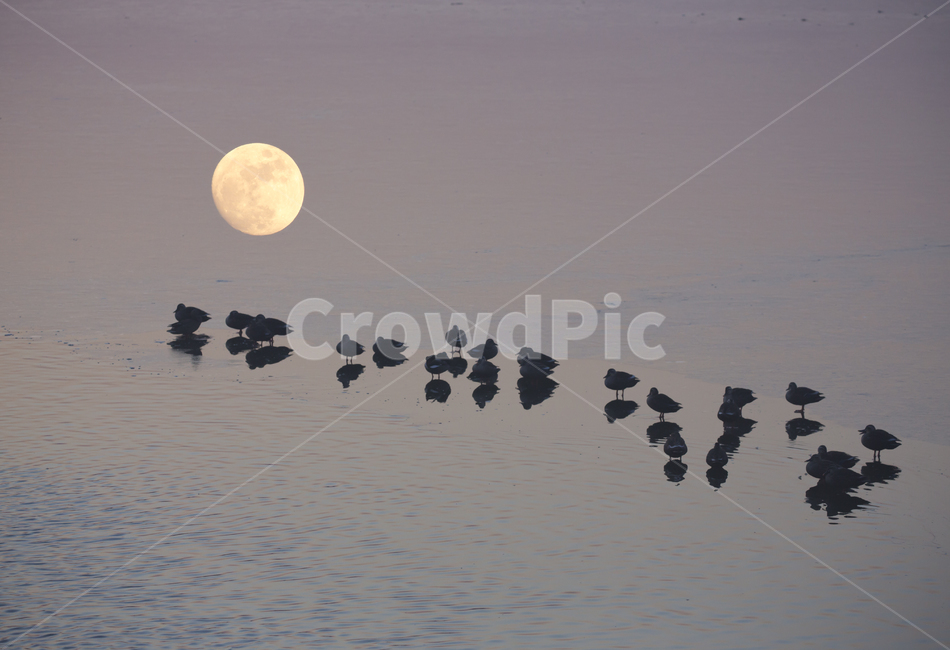 보름달,개기월식,기러기,달,블러드문,동물,animal,조류,새,birds