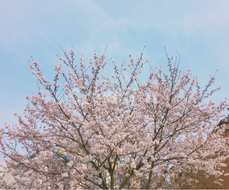 봄,벚꽃,벚꽃나무,산책,꽃,봄,계절,spring,season,plant,식물,flower,blossom