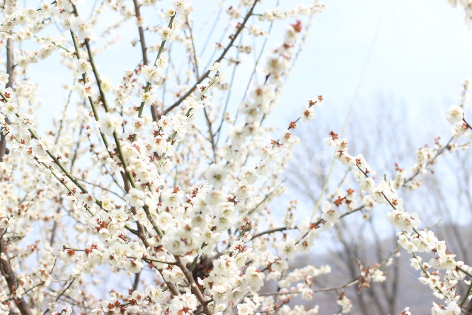 벚꽃,봉우리,개화,봄,사쿠라,인천대공원,자연,풍경,nature,landscape,꽃,flower,나무,trees,wood,plant,식물,blossom