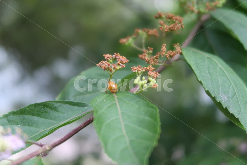 곤충,무당벌레,자연,ladybug,ladybird,nature,식물,나뭇잎,꽃,flower