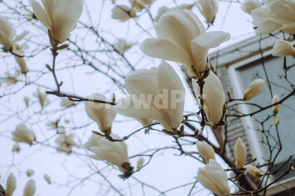 봄,감성사진,목련,magnolia,식물