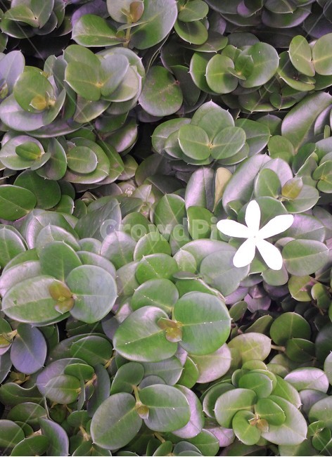 꽃,야생화,flower,플라워,잎,잎사귀,이파리,leaf,leaves,botanical,보타니컬,보태니컬,꽃잎,petal,floral,꽃부리,식물,자연,plants,nature