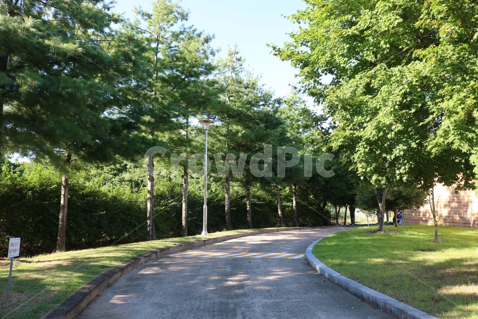 길,자연,나무,식물,초록,햇빛,그림자,road,michi,nature,tree,ki,plants,shokubutsu,green,midori,sunlight,hizashi,shadow,kage,자연,풍경,nature,landscape,asphalt,아스팔트,도로,plant
