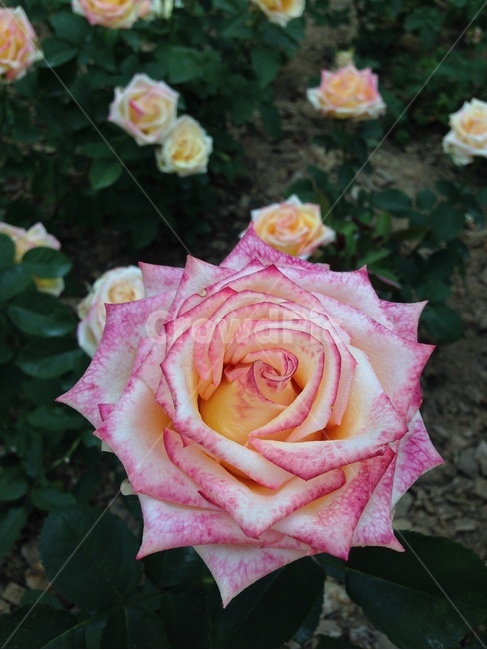 식물,자연,그린,장미,rose,로즈,plants,nature,식물,자연,plants,nature,꽃,flower