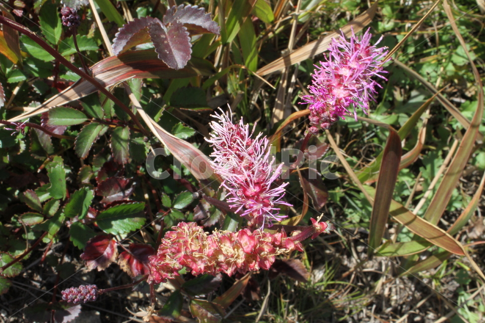 산오이풀,꽃,식물,야생화,flower,Koreanmountainburnet,식물,자연,plants,nature,꽃,flower