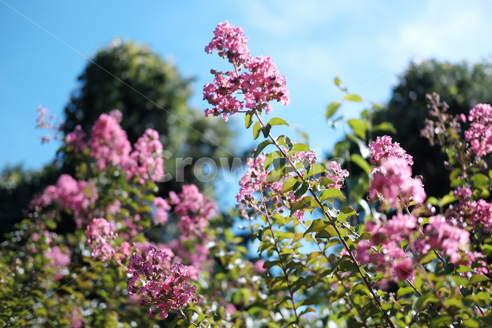 꽃,분홍,자연,하늘,여름,플라워,식물,자연,plants,nature,꽃,flower
