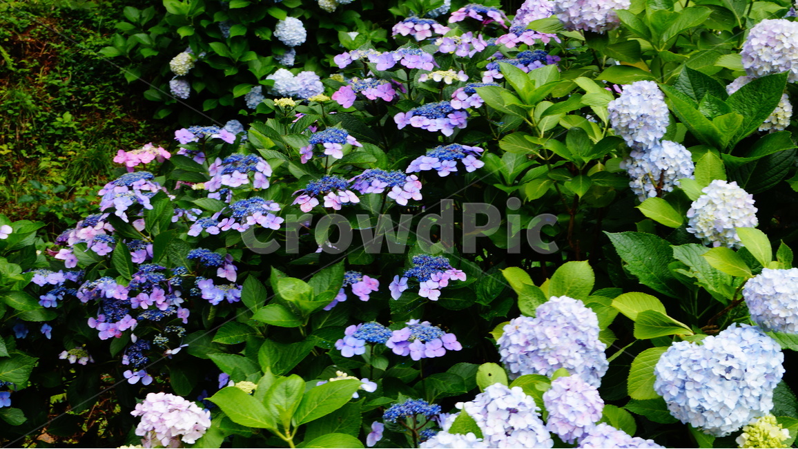 수국,산수국,꽃,꽃사진,태종대,식물,식물,자연,plants,nature,꽃,flower