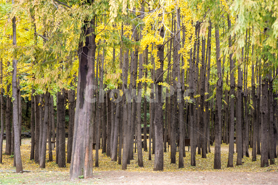 배경,가을빛,가을색,단풍,단풍색,은행나무,가로수,공원,파크,낙엽,낙옆,나뭇잎,가을,늦가을,은행잎,풍경,자연,백그라운드,가을풍경,노랑,노란,노랑색,노란색,만추,계절,은행나무숲,숲,숲속,삼림,단풍시즌,아침,오전,초겨울,가을단풍,서울숲,autumn,plant,tree,식물,나무,ginkgo,가을,계절,fall,autumn,season,자연,풍경,nature,landscape