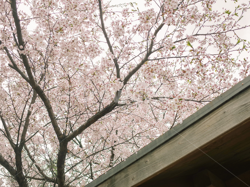 벚꽃,벚꽃나무,감성사진,흐린날,뚝방,중랑천,나무,자연,봄,계절,spring,season,식물,자연,plants,nature,꽃,flower,plant,blossom,cherry blossom