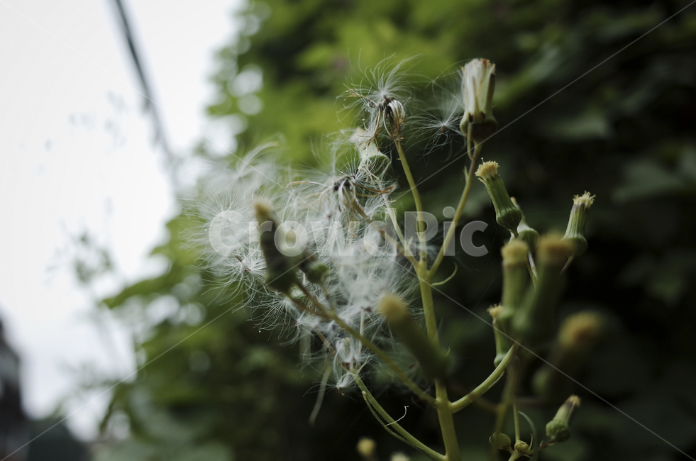 plant,식물,blossom,꽃,flower,leaf,잎,green,초록,녹색,초록색,white,흰색,하양,하얀,민들레,dandelion