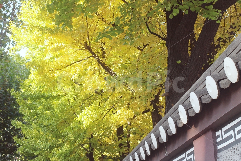 가을,은행나무,배경화면,풍경사진,감성사진,스냅사진,조화,autumn,background,snapshot,landscape,sensitive,노란색,초록색,낙엽,햇살,가을,계절,fall,autumn,season,한국전통,한국문화,korean traditional,korean culture,식물,자연,plants,nature,나무,trees,wood,tree,plant,tree trunk,나무 줄기