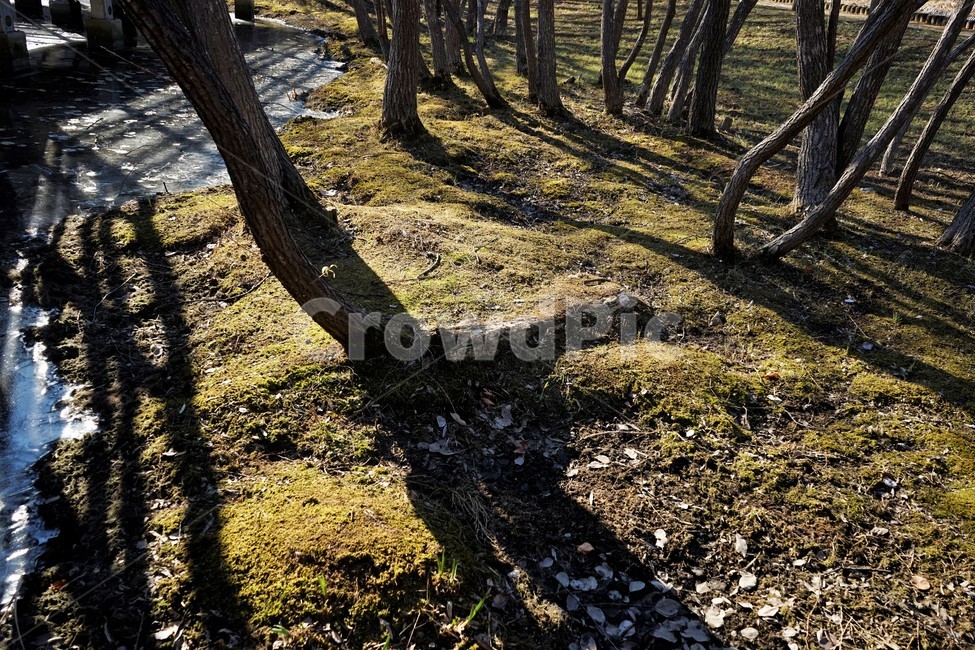 겨울,나무,연못,공원,얼음,추위,winter,tree,pond,ice,park,garden,trees,cold