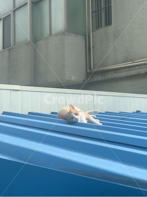 고양이,냥이,앉은고양이,생각하는고양이,알룩무늬고양이