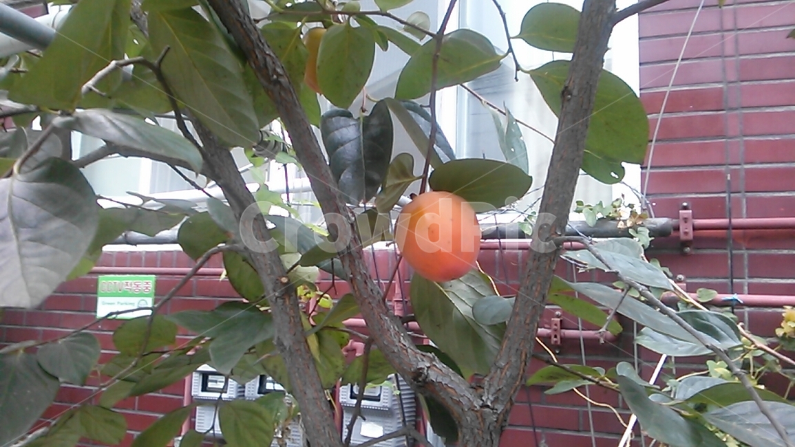 감,까치밥,나무,잎,식물,과일,집,벽돌,계량기,fruit,plant,persimmon,currant,tree,leaf,house,brick,meter,gauge