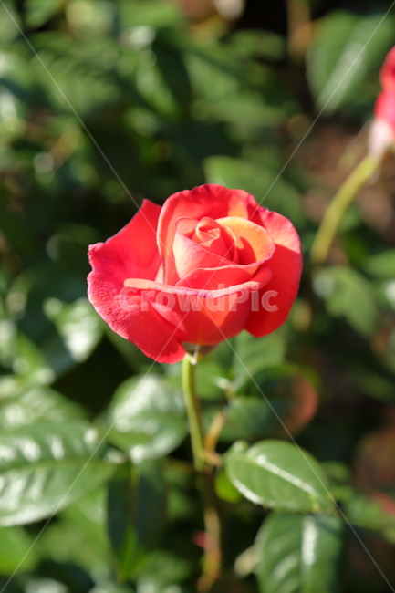 장미,장미꽃,빨간장미,분홍장미,rose,flower,아름다움,5월,6월