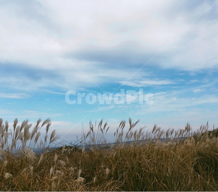 새별오름,제주도,갈대,갈대밭,자연,하늘,감성,가을,계절,fall,autumn,season,자연,풍경,nature,landscape