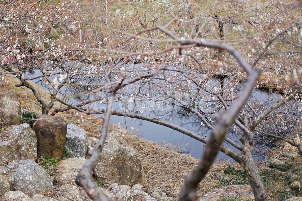 하동,매화,매화마을,매화축제,매화꽃,flower,꽃,hadong,봄,계절,spring,season,자연,풍경,nature,landscape,plant,식물,ground,바닥