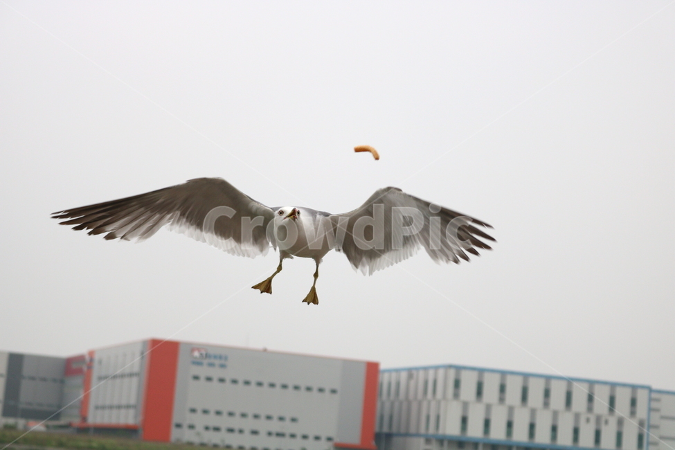 갈매기,새,조류,한강,동물,동물,animal,조류,새,birds