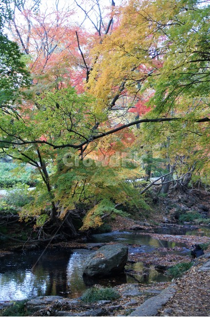 가을,단풍,나무,식물,자연,계곡물,그림자,자연풍경,감성,예쁨,아름다움,nature,autumn,trees,낙엽,가을,계절,fall,autumn,season,water,물,outdoors,옥외,creek,작은 만,stream,흐름,tree,plant