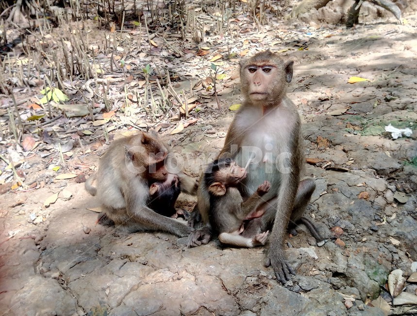 가족,family,원숭이,동물,monkey,animal,자연,엄마,mother,아기,baby,따뜻함,허그,hug,케어,모성애,동물,animal,포유류,mammal,가족,패밀리,family