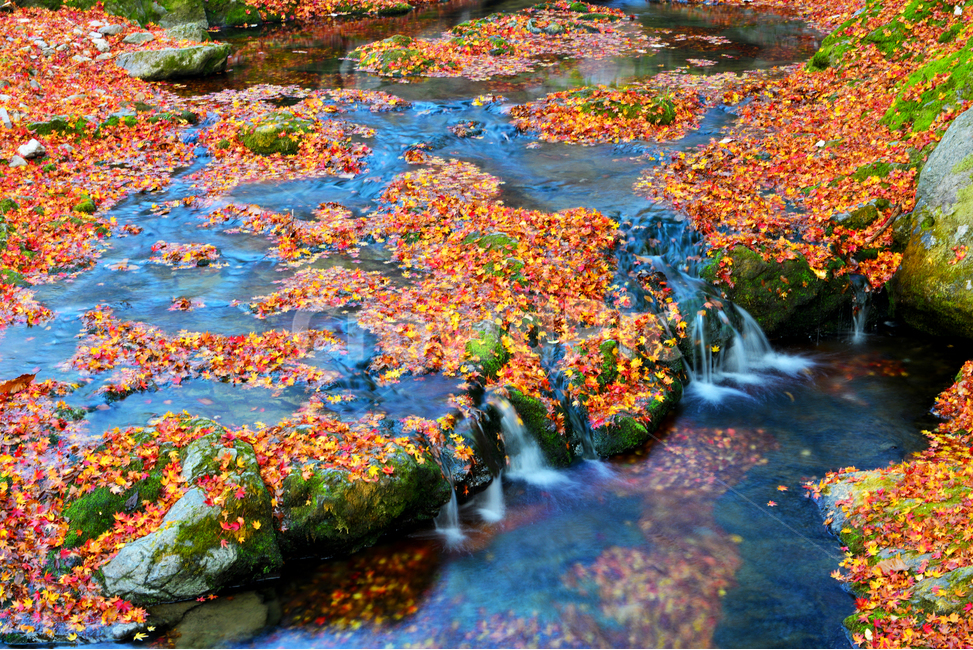 water,물,추색,계곡,가을,단풍,단풍잎,계절,nature,자연,outdoors,scenery,풍경,landscape,경치,plant,식물,leaf,잎,maple,가을,계절,fall,autumn,season