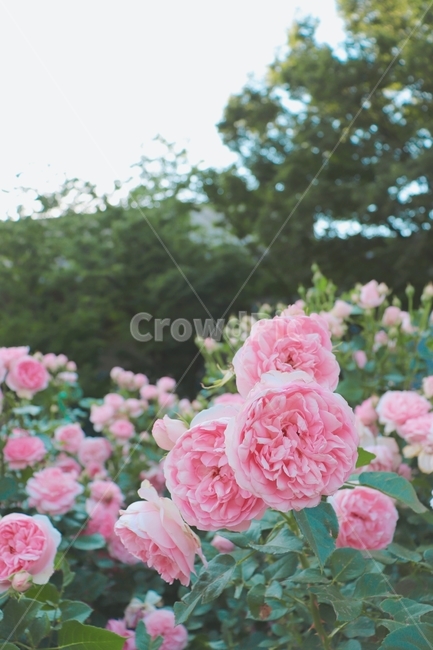 꽃,플라워,분홍색꽃,하늘,식물,식물,자연,plants,nature,꽃,flower