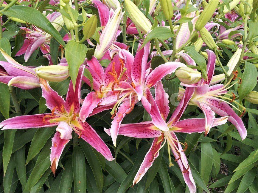 꽃,자연,봄,정원,신비,아름다움,식물,자연,plants,nature,꽃,flower