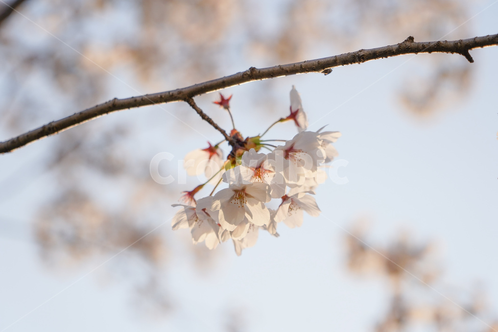 plant,식물,꽃,벚꽃,벚꽃나무,매화,매화꽃,flower,blossom,봄,개화,꽃구경,꽃놀이,벚꽃놀이