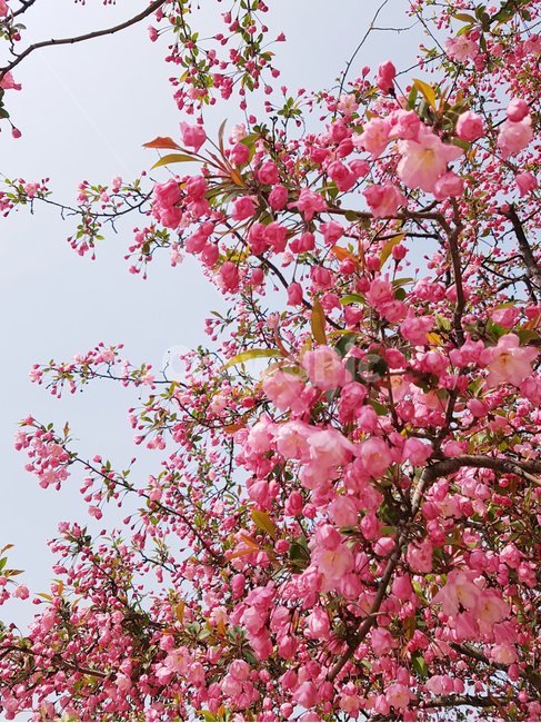plant,식물,꽃,flower,욍벗꽃,봄,식물,자연,plants,nature,꽃,flower
