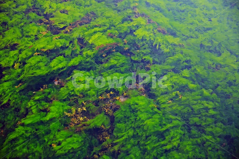 파래,유영,홍도,홍도바다,해초,자연,풍경,nature,landscape,vegetation,초목,plant,식물,bush,부시,outdoors,옥외,scenery