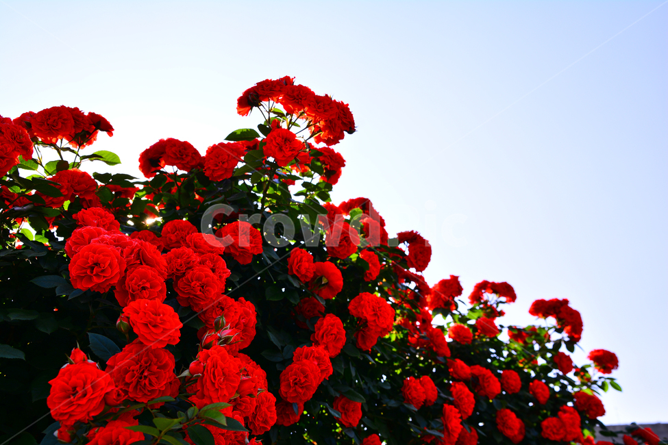 장미,장미꽃,로즈,꽃,아름다움,예쁜,플라워,데코레이션,꽃송이,꽃잎,feeling,rose,flowers,5월,계절의여왕,가시,가든,정원,앞뜰,장미원,장미축제,BEAUTIFUL,plant,garden,꽃밭,수많은,넝쿨장미,빨간장미,식물,자연,plants,nature,꽃,flower